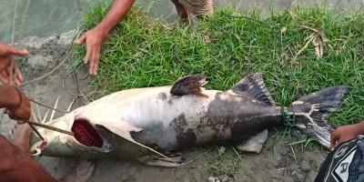 যমুনায় শৌখিন জেলের জালে ৩০ কেজির নিষিদ্ধ বাঘাইর