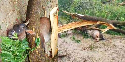 এক ঘণ্টার কালবৈশাখীতে সব লণ্ডভণ্ড
