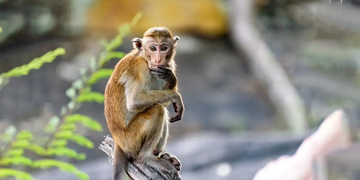 স্বপ্নে বানর দেখলে কী হয়?