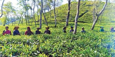 ২০২৪ সালে দেশে চা উৎপাদন কমেছে ১ কোটি কেজি