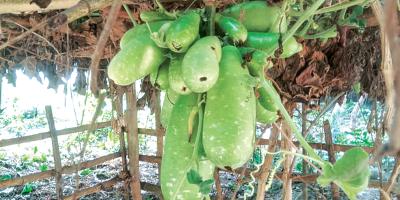 যশোরে মাচায় ঝুলছে এক বোঁটায় ৩০ লাউ