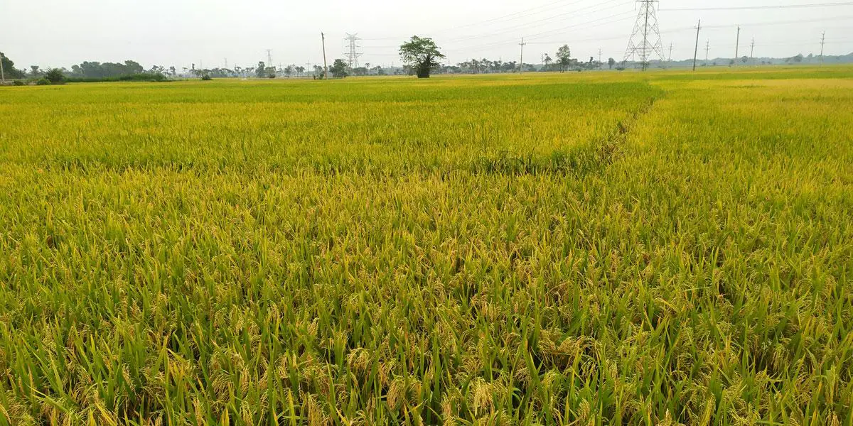 যশোরে বোরো ধানের বাম্পার ফলন হলেও শঙ্কায় কৃষক