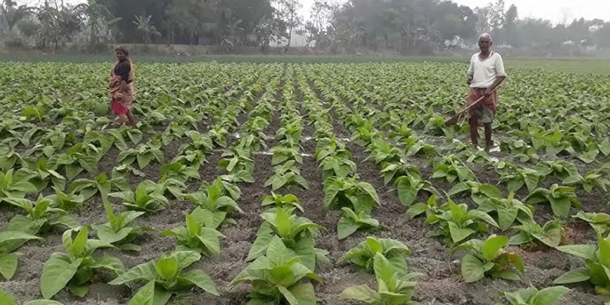 উচ্চফলনশীল তামাকপাতা চাষ করে বিপাকে লামার কৃষকরা