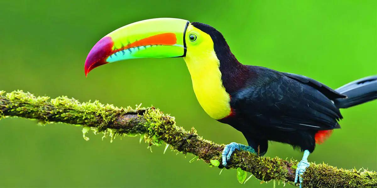 সুন্দর পাখি টোকো টোকান