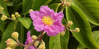 জারুল ফুল ফুটলোরে