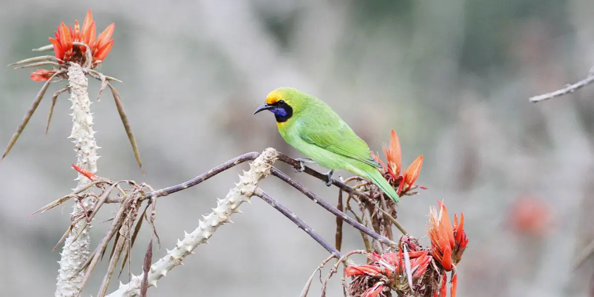 সোনাকপালি হরবোলা