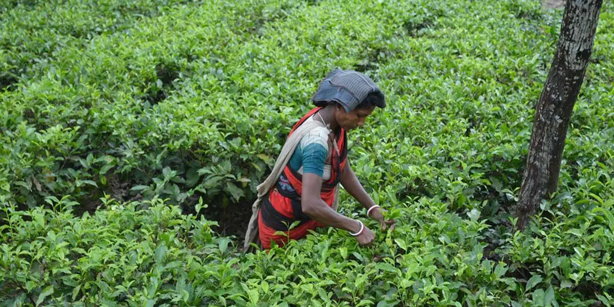 বৃন্দাবন চা-বাগানে