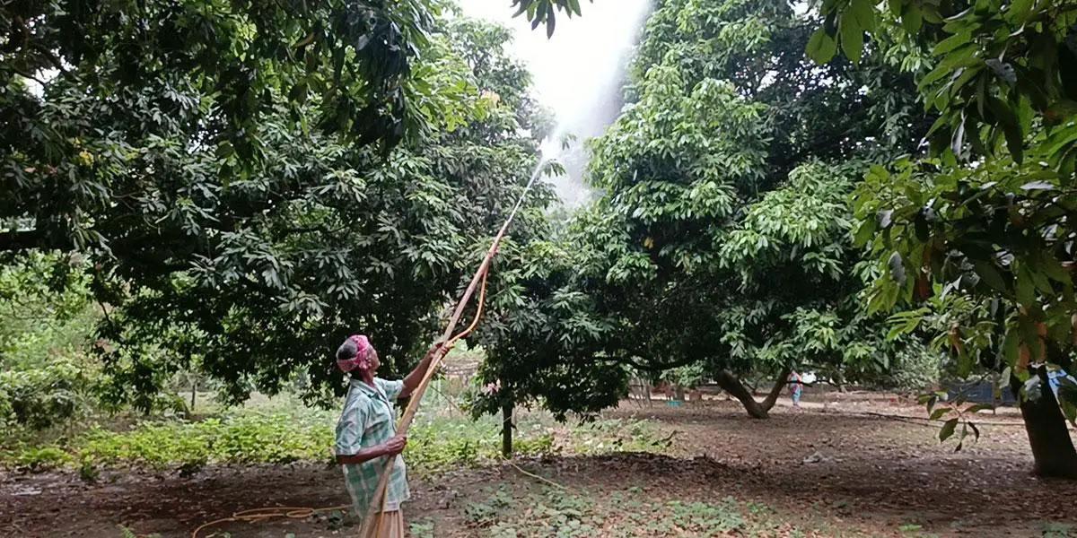 লিচুতে স্বপ্ন বুনছেন ঠাকুরগাঁওয়ের বাগানমালিকরা