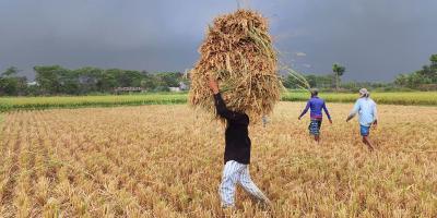 দাউদকান্দিতে ধানের ফলনে কৃষক খুশি