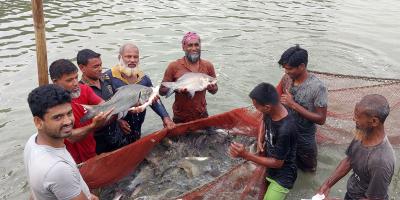 ফলি মাছ চাষে টিটুর সাফল্য