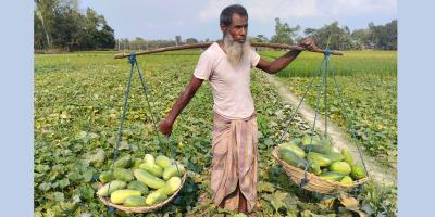 গাইবান্ধায় দাম ভালো পাওয়ায় বাড়ছে বাঙ্গি চাষ