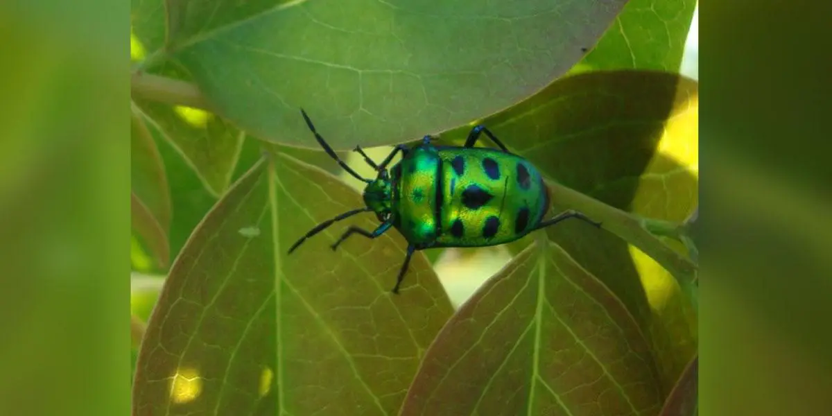 রূপবতী জহর পোকা
