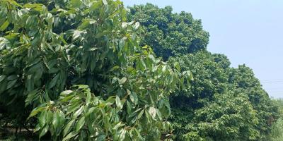 ঈশ্বরদীতে লিচুর ফলন বিপর্যয়