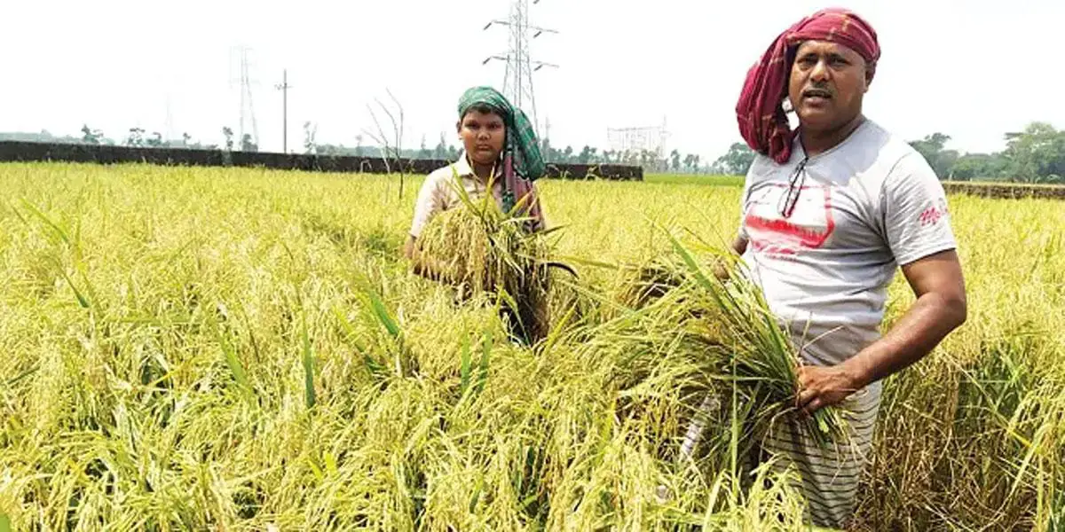 বোরো ধানের কমেছে চাষ