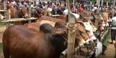 মেরাদিয়ায় পশুর হাট বসানোর সিদ্ধান্ত স্থগিত করল হাইকোর্ট