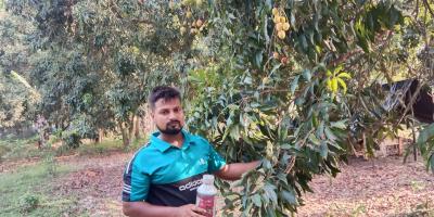 পিজিআর ব্যবহারে লিচু নষ্টের অভিযোগ