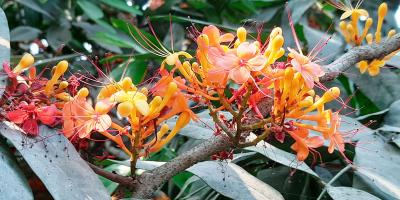 ফুটে আছে অশোক ফুল