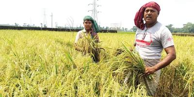 বোরো ধানের কমেছে চাষ