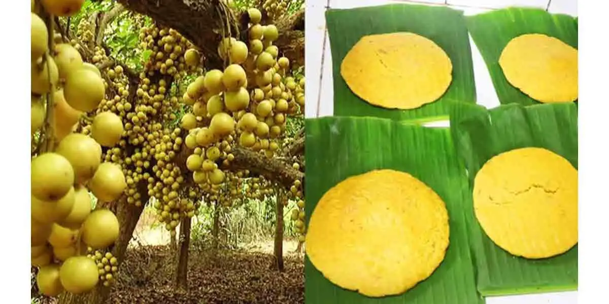 জিআই পণ্যের স্বীকৃতি পেল নরসিংদীর লটকন ও মুন্সীগঞ্জের পাতক্ষীর