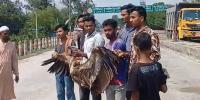 তেঁতুলিয়ায় বিরল প্রজাতির শকুন উদ্ধার