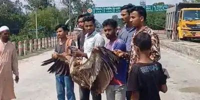 তেঁতুলিয়ায় বিরল প্রজাতির শকুন উদ্ধার