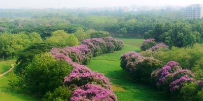 জাবির স্নিগ্ধ-সবুজ ক্যাম্পাসে মুগ্ধতা ছড়াচ্ছে বেগুনি জারুলের আলপনা