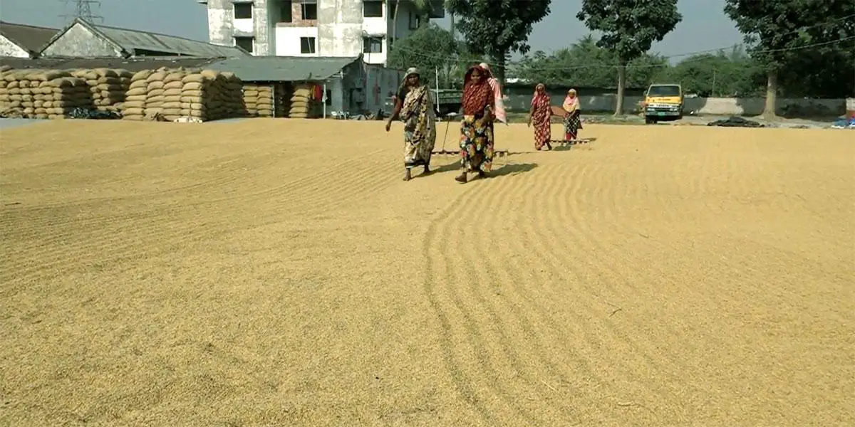 নওগাঁয় কৃষিতে মজুরিবৈষম্য