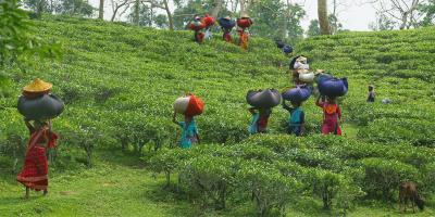 চা-শ্রমিকদের মজুরি কম, তাও বকেয়া
