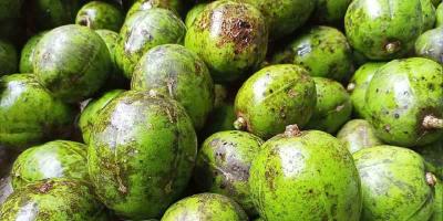 জিআই পণ্যের তালিকায় বরিশালের আমড়া