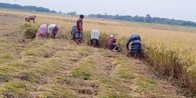 নড়াইলে কৃষকের ধান কেটে দিলেন জামায়াতের নেতা-কর্মীরা
