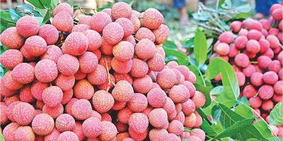 জিআই স্বীকৃতি পেল দিনাজপুরের বেদানা লিচু