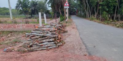 সরকারি গাছ কেটে ফেঁসে গেলেন ইউপি চেয়ারম্যান