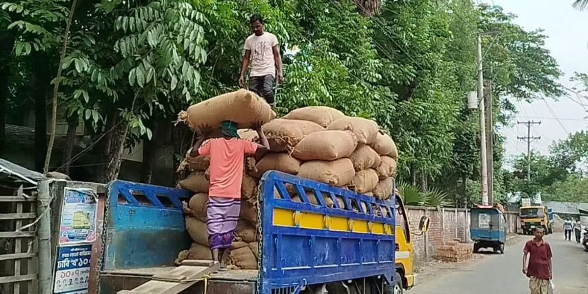 বোরো ধান নিয়ে সিন্ডিকেট: ন্যায্যমূল্য পাচ্ছেন না কৃষক