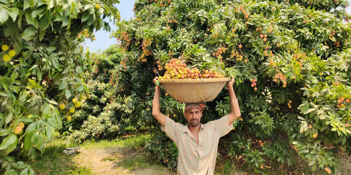 সোনারগাঁয়ে ৮ কোটি টাকার লিচু বিক্রির আশা