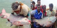 পদ্মার দুই কাতলা ৮২ হাজারে বিক্রি