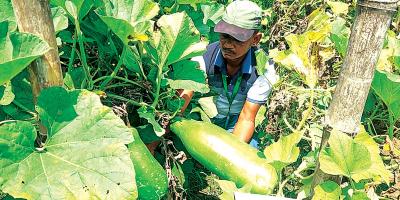 ঠাকুরগাঁওয়ে বাণিজ্যিকভাবে বীজ উৎপাদন করছেন কৃষকরা