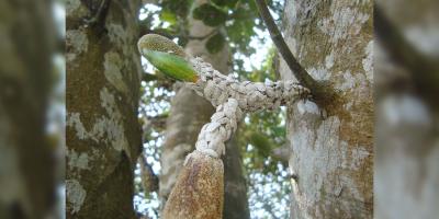 ছড়িয়ে পড়েছে বড় ছাতরা পোকা