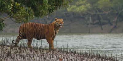 খুলনা জেলার দর্শনীয় স্থান