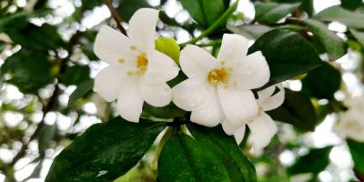 বৃষ্টিভেজা কামিনী ফুল