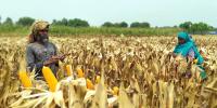 ঈশ্বরদীতে বেড়েছে ভুট্টার চাষ