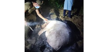 বাঁশখালীতে আবারও বন্য হাতি হত্যা