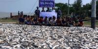 হাতিয়ায় নিষেধাজ্ঞা মৌসুমে ১৫০ মণ ইলিশ জব্দ