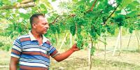 আঙুর চাষে জামালের সাফল্য