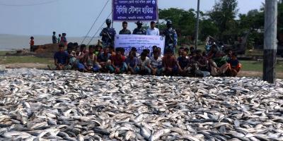 হাতিয়ায় নিষেধাজ্ঞা মৌসুমে ১৫০ মণ ইলিশ জব্দ