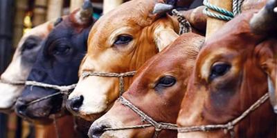 কোরবানির ঈদে পশুর চাহিদা ৯ লাখ, প্রস্তুত ৮৬০০০০