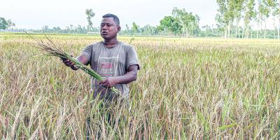 ইটভাটার ধোঁয়ায় নষ্ট হচ্ছে ধান, দুশ্চিন্তায় কৃষক