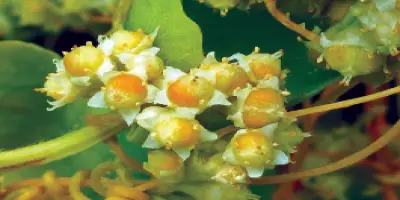 সোনারগাঁর স্বর্ণলতা
