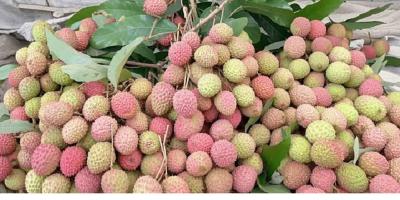 বিক্রি হচ্ছে অপরিপক্ব লিচু