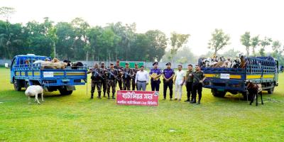 ব্রাহ্মণবাড়িয়ায় ভারতীয় তোতাপুরি ছাগল ও দুম্বাসহ আটক ১