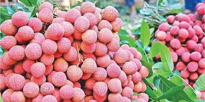 হাজরাপুরী লিচু পেল জিআই স্বীকৃতি